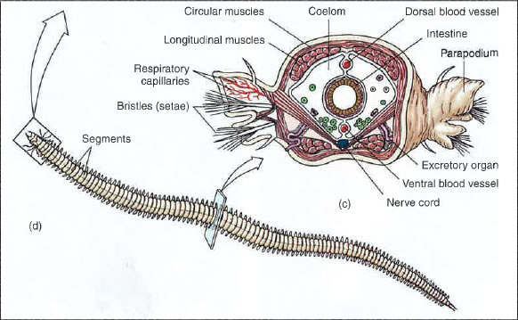 Clam Worm- Alitta Succinea - Digestive System of Different Phylum's