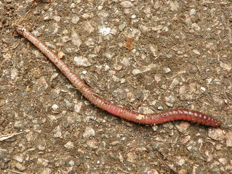 Earth Worm-Lumbricus Terrestris - Digestive System of Different