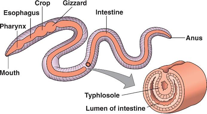 earth-worm-lumbricus-terrestris-digestive-system-of-different-phylum-s
