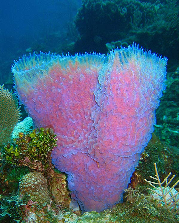 Azure Vase Sponge-Callyspongia Plicifera - Digestive System of