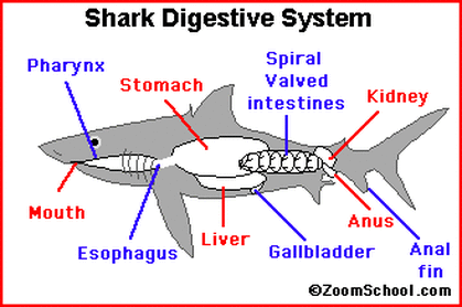 Great White Shark- Carcharodon carcharias - Digestive System of