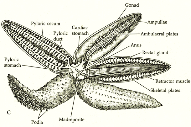 Star Fish-Asteroidea - Digestive System of Different Phylum's